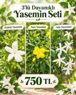 Dayanıklı Yasemin Seti (Jasminum officinale, Jasminum mesnyi, Trachelospermum jasminoides)