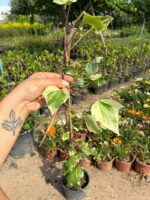 10'lu Hedera Variegata Sarmaşık Seti (Hedera helix 'Variegata')