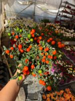 XL Boy Yılbaşı Kirazı (Solanum pseudocapsicum) - Görsel 3