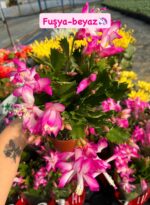 3'lü Yılbaşı Çiçeği Seti (Schlumbergera truncata) - Görsel 2