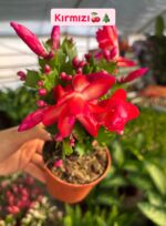 3'lü Yılbaşı Çiçeği Seti (Schlumbergera truncata) - Görsel 3