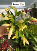 3'lü Yılbaşı Çiçeği Seti (Schlumbergera truncata)