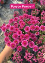 10'lu Medium Kasımpatı Seti (Chrysanthemum × morifolium)