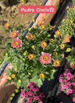10'lu Medium Kasımpatı Seti (Chrysanthemum × morifolium) - Görsel 11