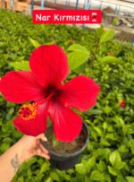 3'lü XL Japon Gülü Seti (Hibiscus rosa-sinensis) - Görsel 2
