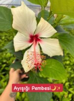 3'lü XL Japon Gülü Seti (Hibiscus rosa-sinensis) - Görsel 3