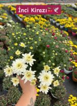 8'li Askılı Kasımpatı Full Seti (Chrysanthemum × morifolium)