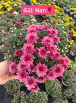 8'li Askılı Kasımpatı Full Seti (Chrysanthemum × morifolium) - Görsel 2