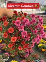 8'li Askılı Kasımpatı Full Seti (Chrysanthemum × morifolium) - Görsel 3