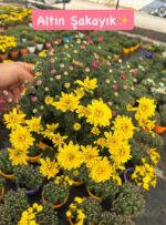 8'li Askılı Kasımpatı Full Seti (Chrysanthemum × morifolium) - Görsel 4