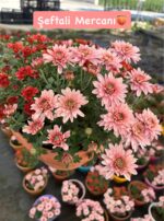 8'li Askılı Kasımpatı Full Seti (Chrysanthemum × morifolium) - Görsel 5