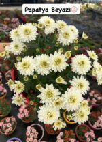 8'li Askılı Kasımpatı Full Seti (Chrysanthemum × morifolium) - Görsel 7