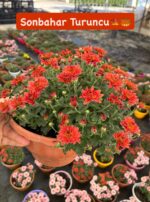 8'li Askılı Kasımpatı Full Seti (Chrysanthemum × morifolium) - Görsel 8