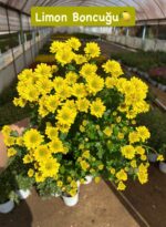8'li XL Papatya Kasımpatı Seti (Chrysanthemum × morifolium) - Görsel 3