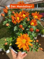 8'li XL Papatya Kasımpatı Seti (Chrysanthemum × morifolium) - Görsel 4