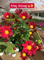 8'li XL Papatya Kasımpatı Seti (Chrysanthemum × morifolium) - Görsel 7