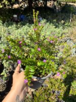 Cennet Çiçeği Küfeya Medium Boy (Cuphea hyssopifolia)