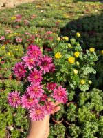 6'lı Çift Dikim Medium Boy Kasımpatı Seti (Chrysanthemum × morifolium) - Görsel 4