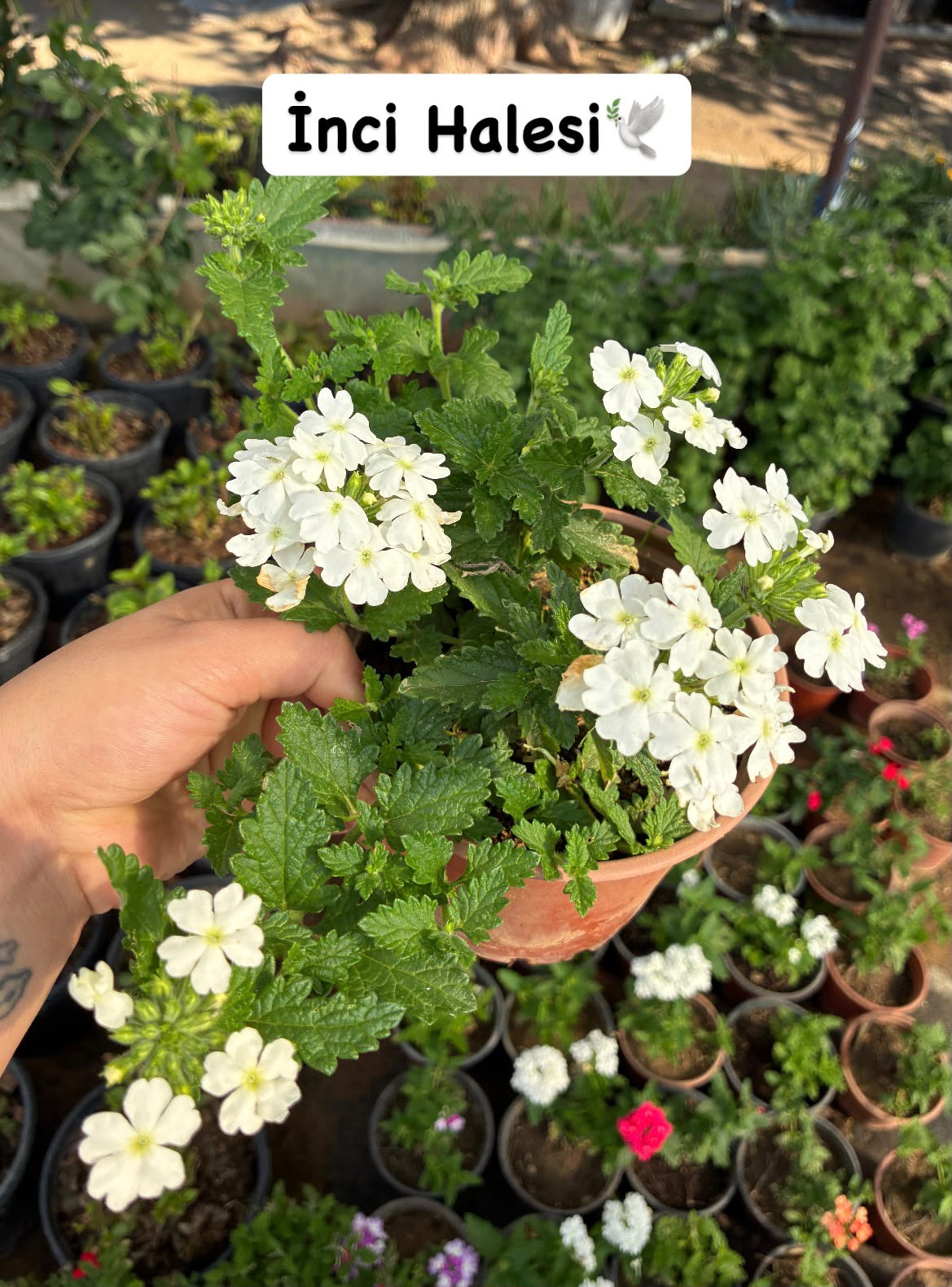 IMG-20261022-WA0106(1) 3'lü Yayılıcı Mine Çiçeği Seti (Verbena × hybrida) - Görsel 1