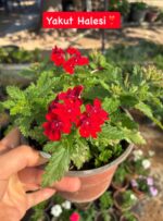 3'lü Yayılıcı Mine Çiçeği Seti (Verbena × hybrida) - Görsel 2