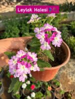 3'lü Yayılıcı Mine Çiçeği Seti (Verbena × hybrida) - Görsel 3