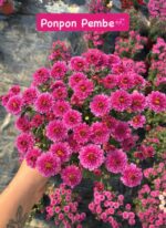 16'lı Medium Kasımpatı Full Seti (Chrysanthemum × morifolium) - Görsel 13
