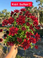 16'lı Medium Kasımpatı Full Seti (Chrysanthemum × morifolium) - Görsel 9
