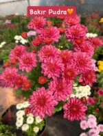 16'lı Medium Kasımpatı Full Seti (Chrysanthemum × morifolium) - Görsel 11