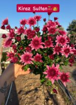 16'lı Medium Kasımpatı Full Seti (Chrysanthemum × morifolium) - Görsel 10