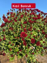 16'lı Medium Kasımpatı Full Seti (Chrysanthemum × morifolium) - Görsel 8