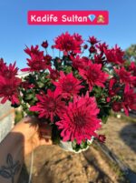 16'lı Medium Kasımpatı Full Seti (Chrysanthemum × morifolium) - Görsel 6