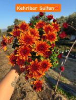 16'lı Medium Kasımpatı Full Seti (Chrysanthemum × morifolium) - Görsel 5