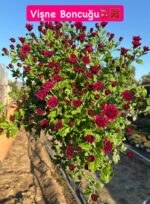 16'lı Medium Kasımpatı Full Seti (Chrysanthemum × morifolium) - Görsel 3