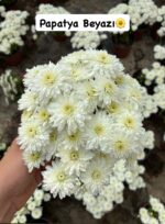 16'lı Medium Kasımpatı Full Seti (Chrysanthemum × morifolium)
