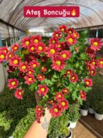 15'li XL Papatya Kasımpatı Seti (Chrysanthemum × morifolium) - Görsel 3