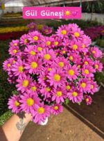 15'li XL Papatya Kasımpatı Seti (Chrysanthemum × morifolium) - Görsel 2