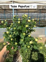 15'li XL Papatya Kasımpatı Seti (Chrysanthemum × morifolium) - Görsel 12