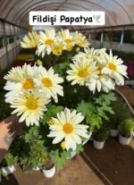15'li XL Papatya Kasımpatı Seti (Chrysanthemum × morifolium) - Görsel 8