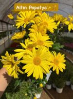 15'li XL Papatya Kasımpatı Seti (Chrysanthemum × morifolium) - Görsel 7