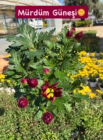 15'li XL Papatya Kasımpatı Seti (Chrysanthemum × morifolium) - Görsel 14