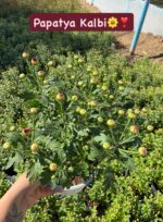 15'li XL Papatya Kasımpatı Seti (Chrysanthemum × morifolium) - Görsel 15