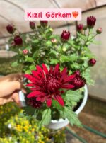 6'lı İri Çiçekli Kasımpatı Seti XL Boy (Chrysanthemum × morifolium)