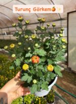 6'lı İri Çiçekli Kasımpatı Seti XL Boy (Chrysanthemum × morifolium) - Görsel 2