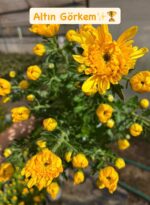 6'lı İri Çiçekli Kasımpatı Seti XL Boy (Chrysanthemum × morifolium) - Görsel 4