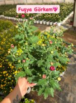 6'lı İri Çiçekli Kasımpatı Seti XL Boy (Chrysanthemum × morifolium) - Görsel 3