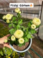 6'lı İri Çiçekli Kasımpatı Seti XL Boy (Chrysanthemum × morifolium) - Görsel 5