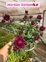 6'lı İri Çiçekli Kasımpatı Seti XL Boy (Chrysanthemum × morifolium) - Görsel 6