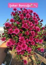 7'li Boncuk Sultan Kasımpatı Serisi Seti (Chrysanthemum × morifolium) - Görsel 6