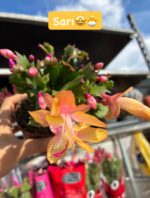 4'lü Yılbaşı Çiçeği Seti (Schlumbergera truncata) - Görsel 4