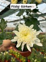 5'li İri Çiçekli ve Katlı Kasımpatı Seti Medium Boy (Chrysanthemum × morifolium)